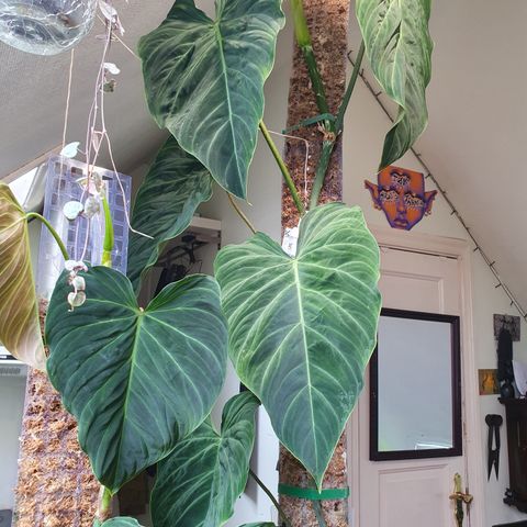 Philodendron Splendid