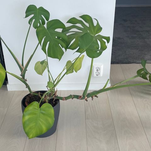 Monstera planter - 2 stk gies bort uten potter