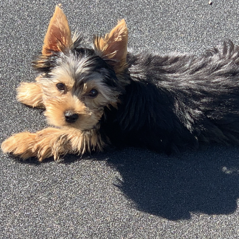 Frisk og søt Yorkshire Terrier valp selges