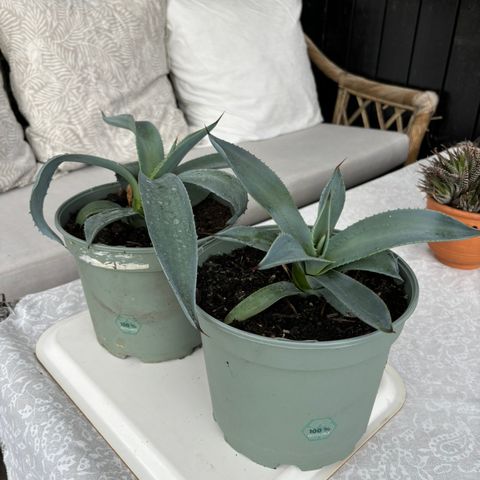 Agave til terrassen?