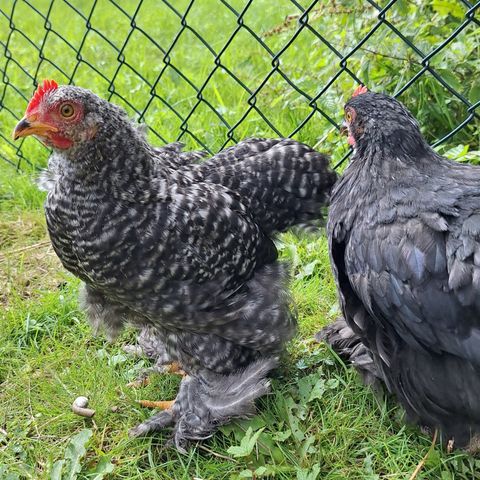 2 DK kyllinger, haner?