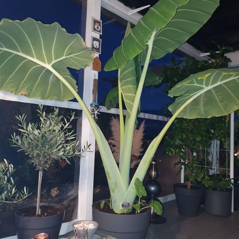 Alocasia fra BALI Colocasia Gigantea / Giant Elephant Ear