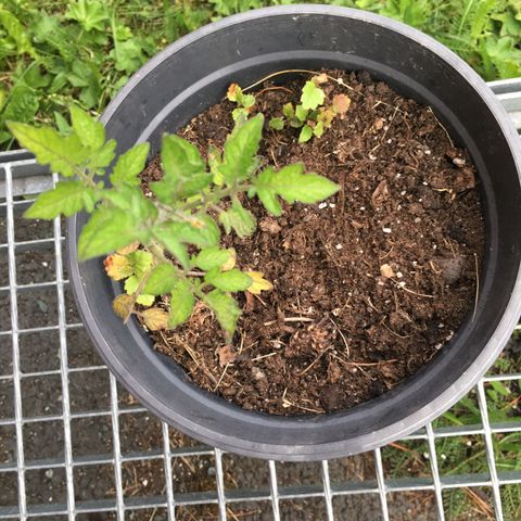 aubergine plante