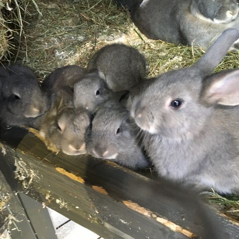 Kaninunger i Tan svart og Perle Ekorn(Levering fra 20mai å framover)