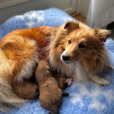 Shetland Sheepdog valper til salgs