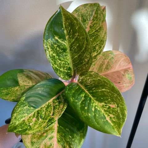 Aglaonema Emerald Pink