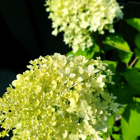 Vakker stor&frodig Hagehortensia