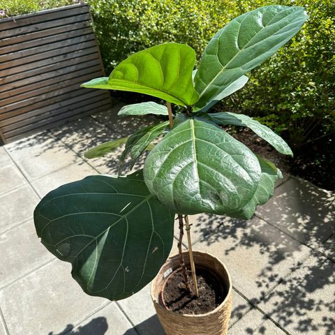 Fig plante