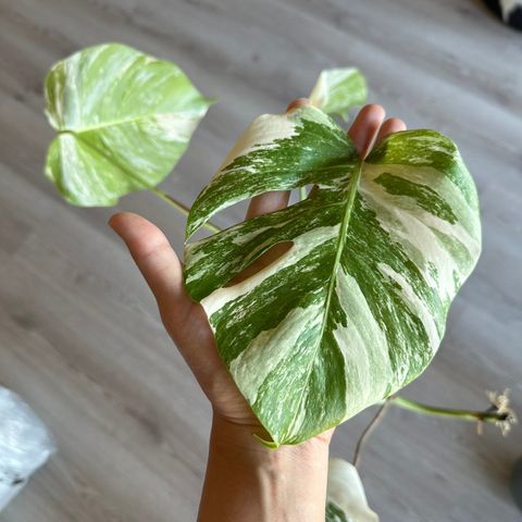 Monstera Variegata (Toppstikling)