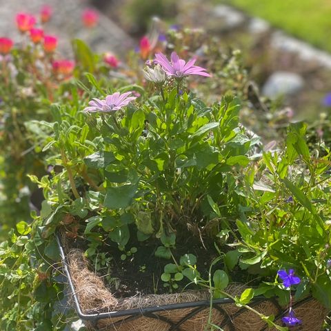 HENGEKURVER (HANGING BASKETS)