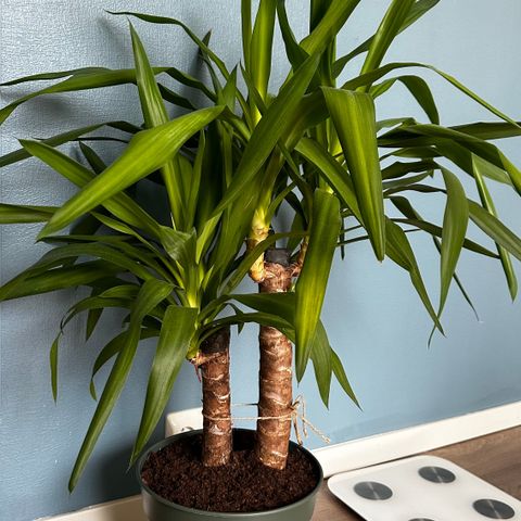 Yukka palmer. Blomst