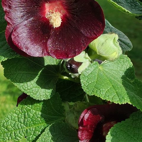 Staude og blomsterfrø