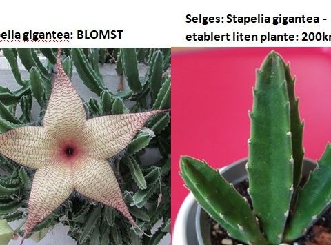 Stapelia gigantea - sjelden sukkulent fra Sør-Afrika (IKKE kaktus!)