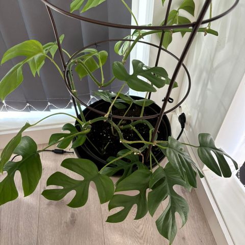 Monstera Minima stiklinger