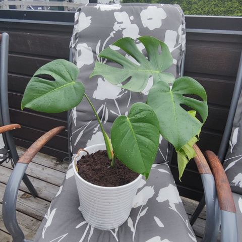 philodendron plante 200Nok