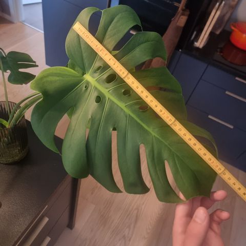 Monstera big form stiklinger