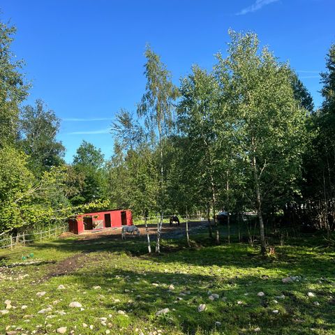 Utegangsplass for islandshest på stort ridesenter