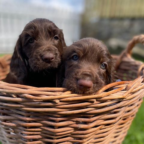 Field spaniel hannvalp