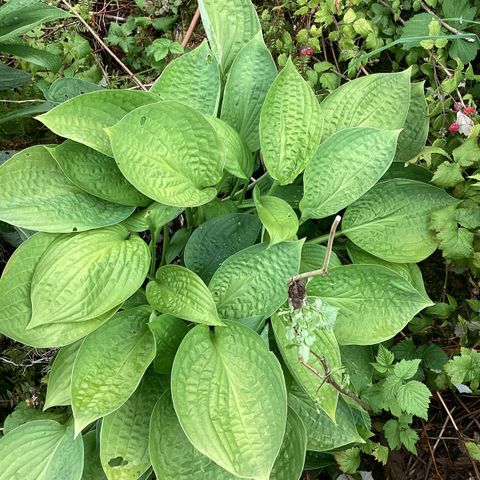 Hosta