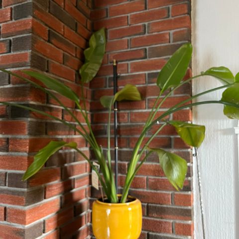 Stor grønn inneplante - Strelitzia