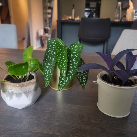 3 søte lettstelte planter med potter