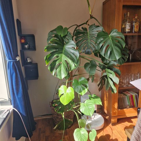 Monstera delicosa