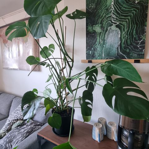 Monstera