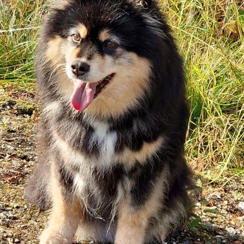 Vi venter Finsk Lapphund valper