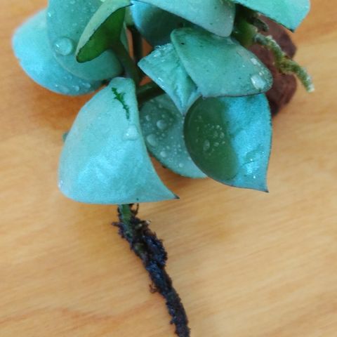 RESERVERT! Hoya krohniana "Super Silver" - rotet og i aktiv vekst