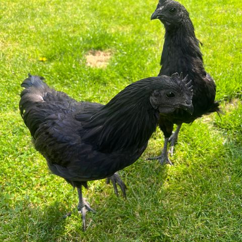 Ayam Cemani haner