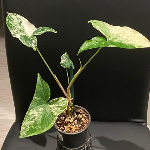 Syngonium Albo Variegata