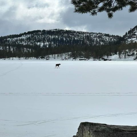 Små og storviltjakt til leie i Nissedal