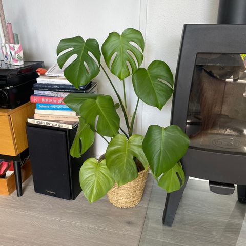 Monstera 250kr