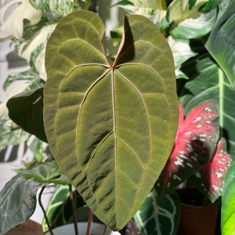 Anthurium Dark Phoenix