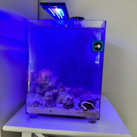 Mini saltvann akvarium 15 lt