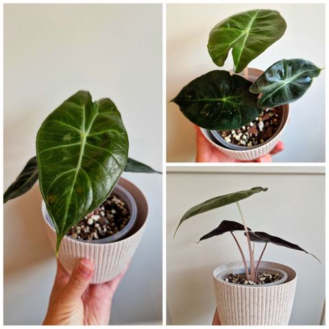 Alocasia pink dragon babyplante