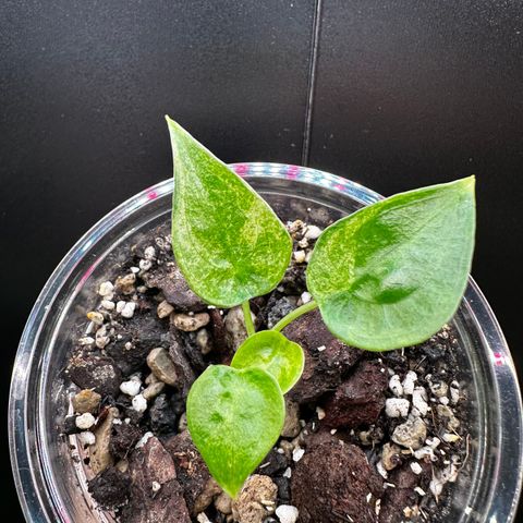 Alocasia Cucullata Mint variegata