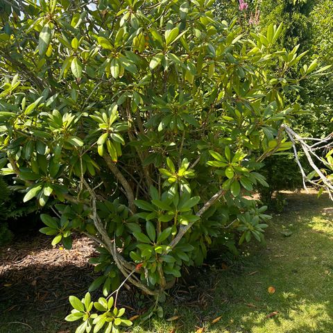 Rhododendron busk