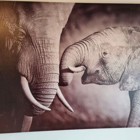 Elefantbilde fra Kremmerhuset