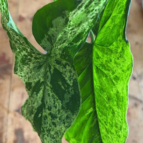 Syngonium mottled mojito