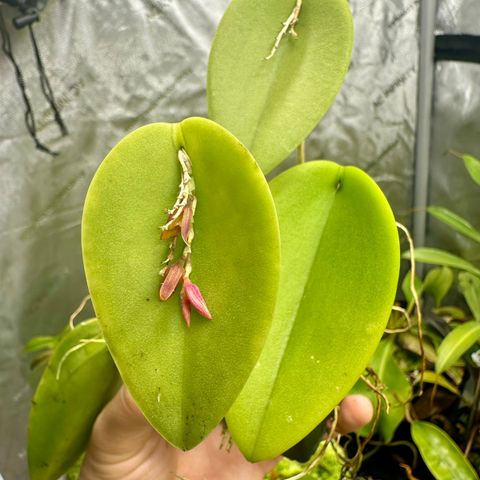 Pleurothallis prolifera - liten spesiell orkidee!