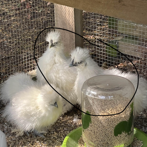 Two Silkie Rooster / 2 Silkekylling (11 weeks old)