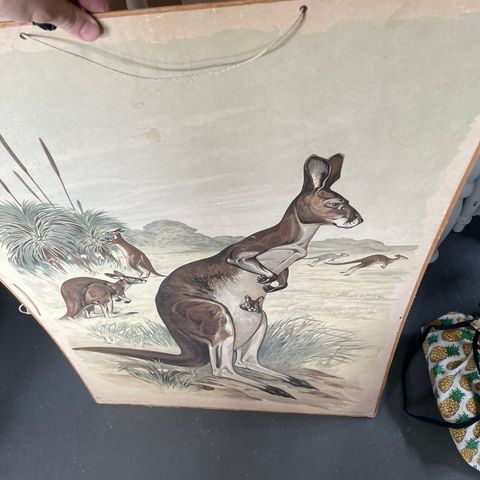 Skoleplansje med kenguru