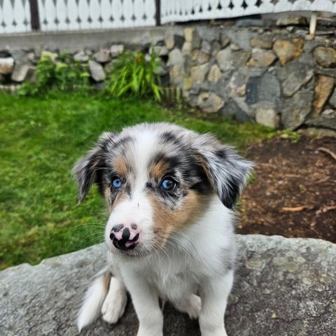 Bordercollie valp