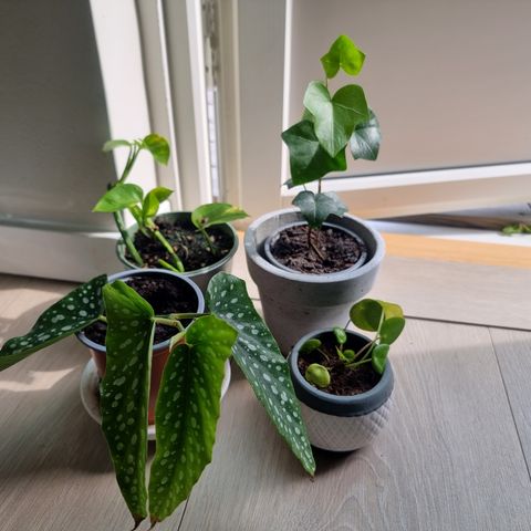 4 planter med potter