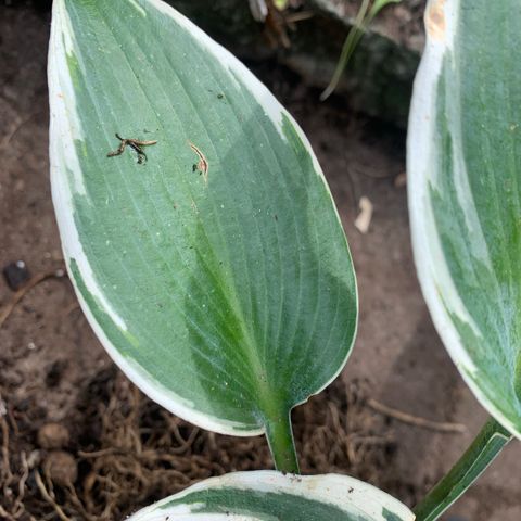 Hosta el Niño