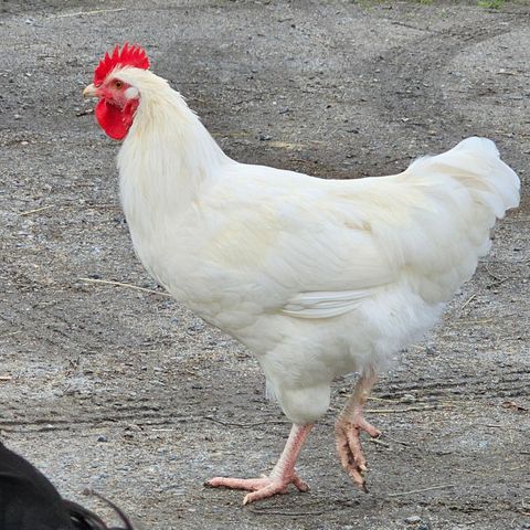 Tre fine blandingshaner ønsker nye hjem