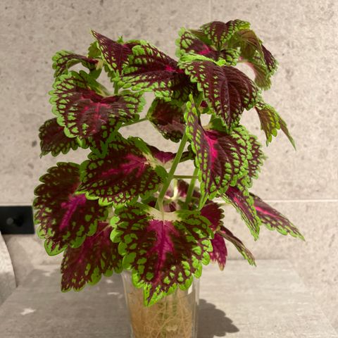 Coleus