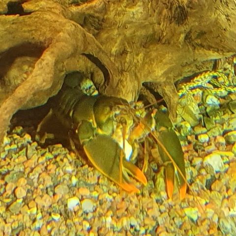 Cherax Snowden kreps selges.