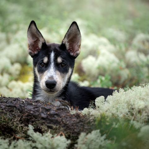 Leveringsklare Alaska Husky valper ser etter nytt aktivt hjem.